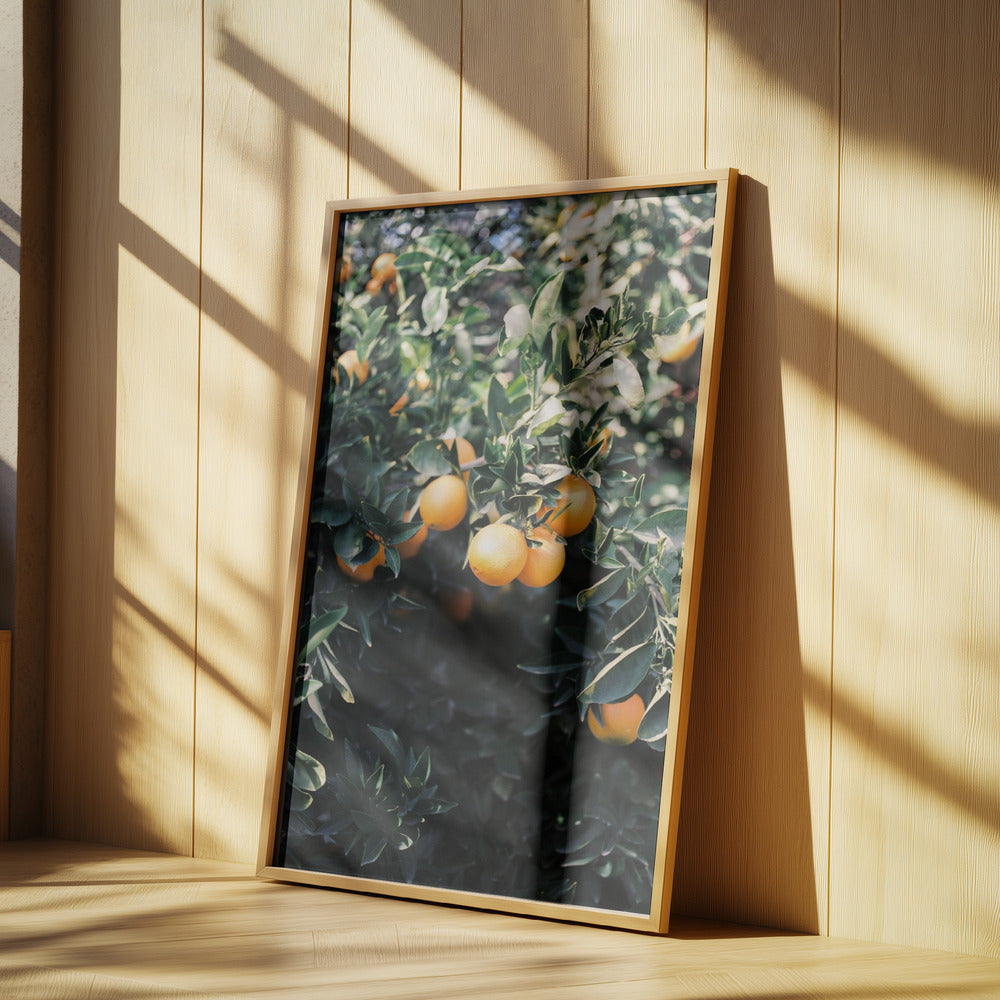 Marrakesh Appelsiner | Plakater - Kunsttryk