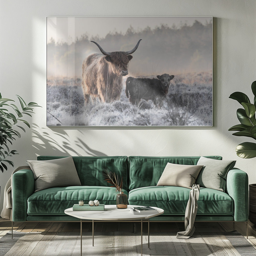 Highlander et veau | Tableaux sur Toile