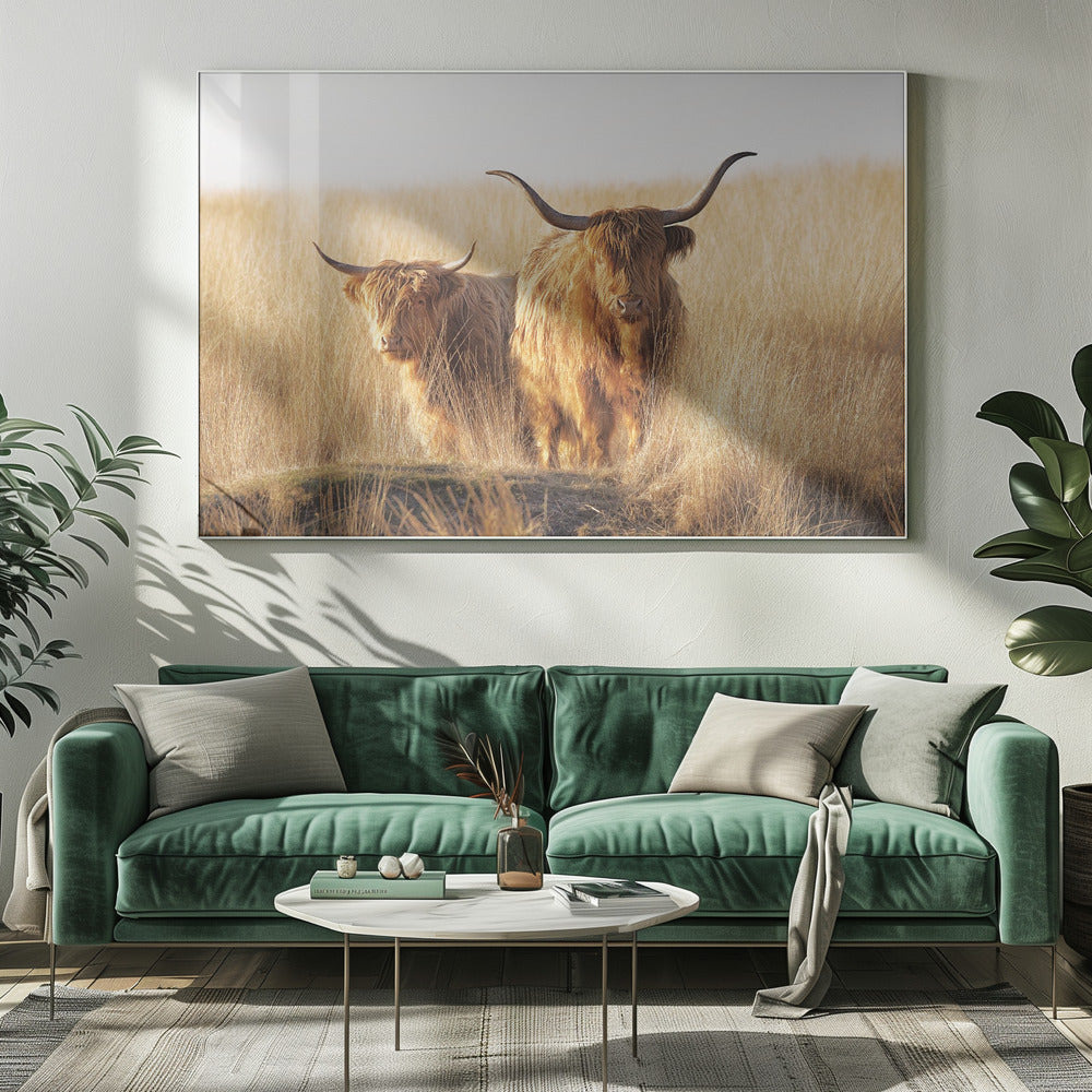 Junger und alter Highlander | Leinwand-Bilder