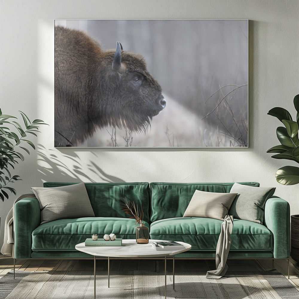 Bisons profil | Lerretsbilder