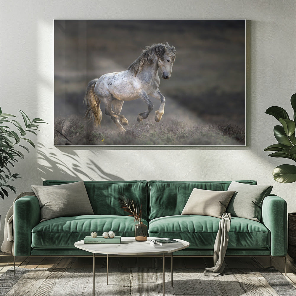 Mustang, Wildpferd / Equus ferus caballus | Leinwand-Bilder