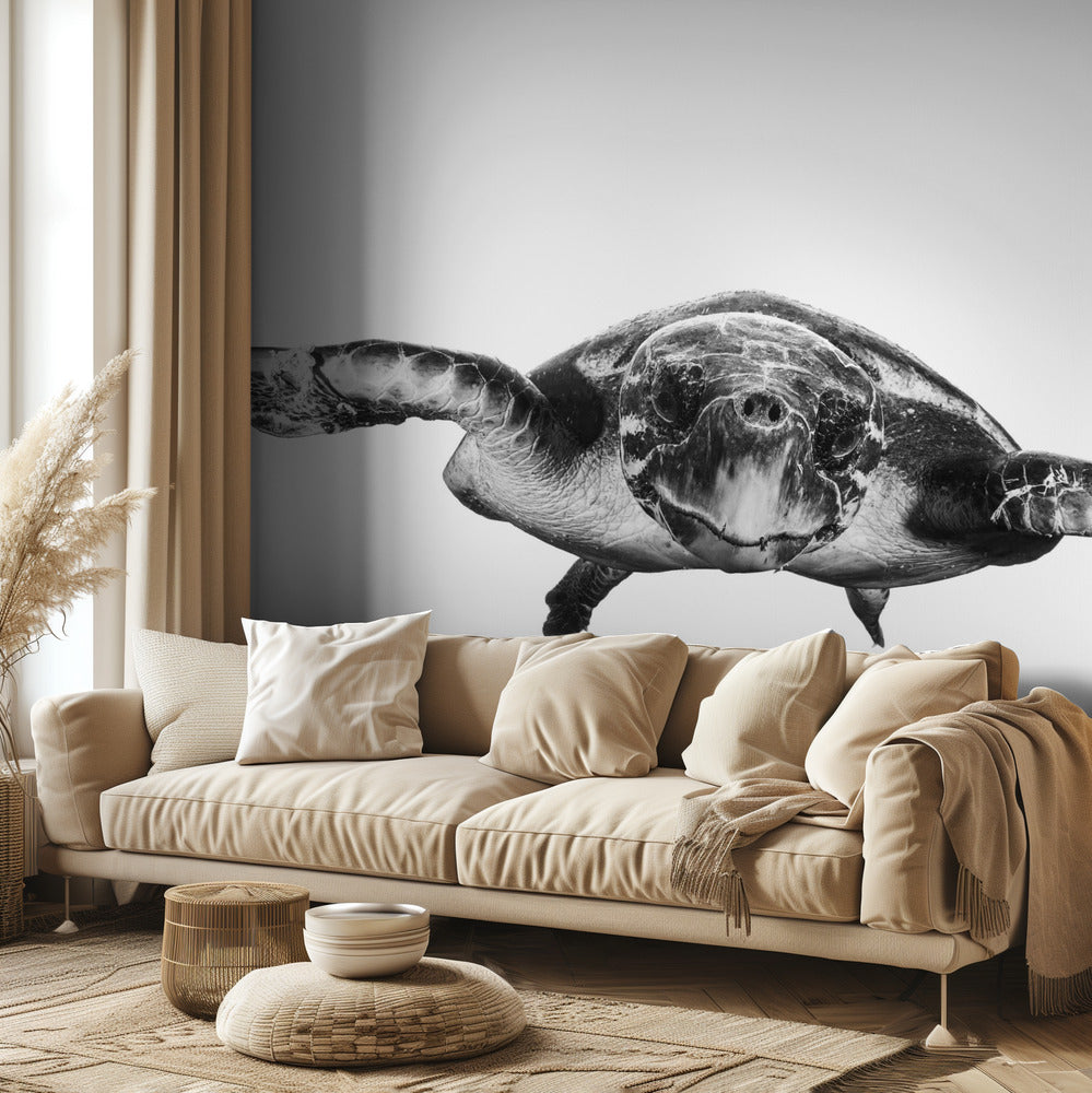 Blanc et tortue | Papier Peint Photo