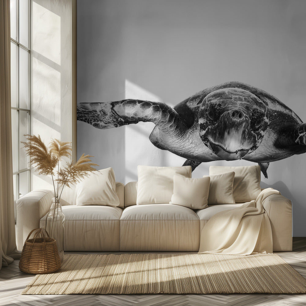 Blanc et tortue | Papier Peint Photo