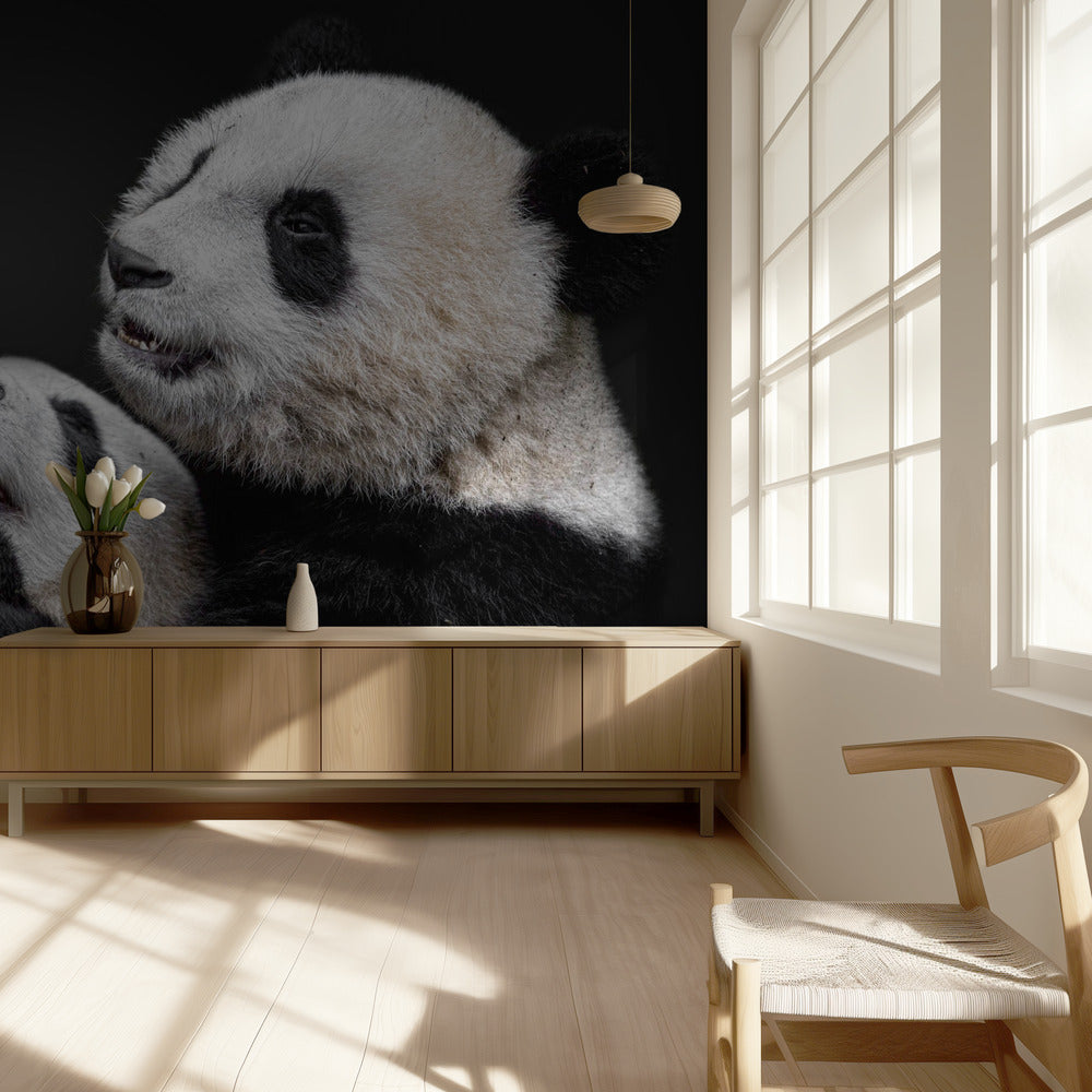 Pandor | Fototapet