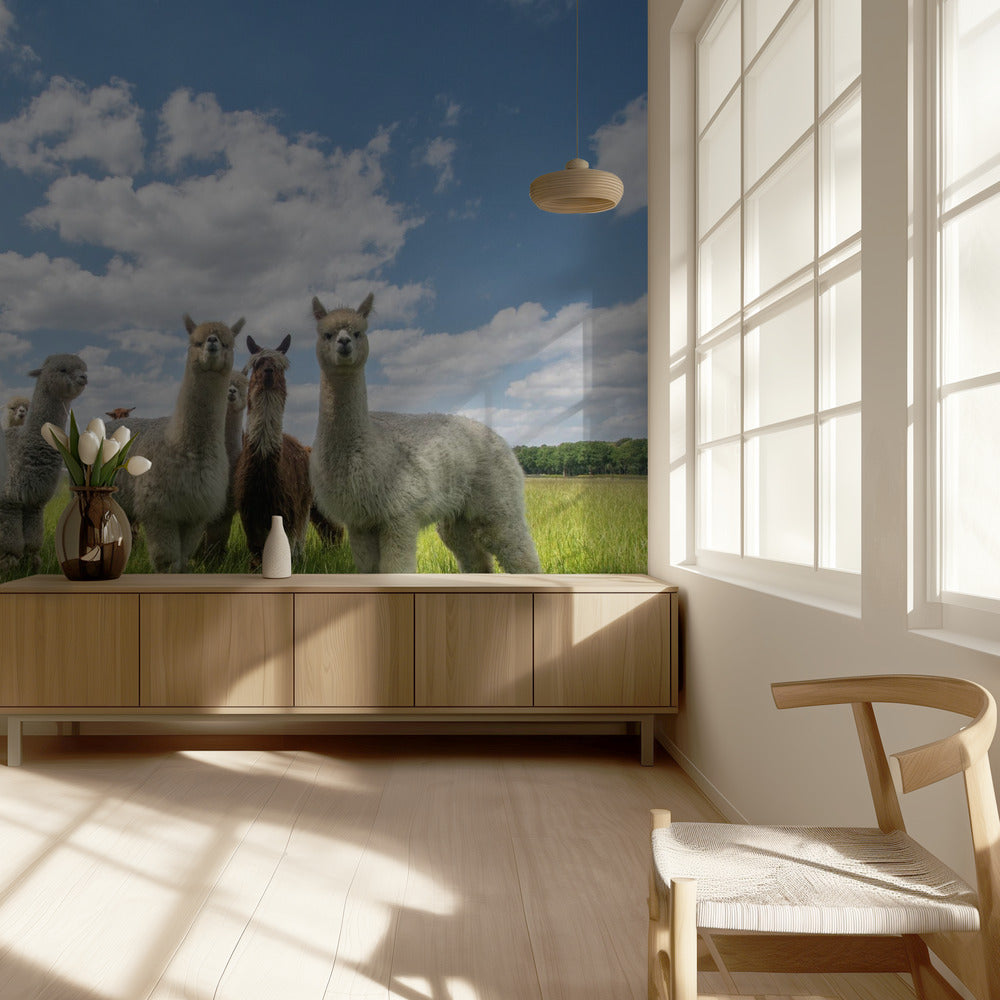Mandate gli alpaca! | Carta da Parati Fotografica