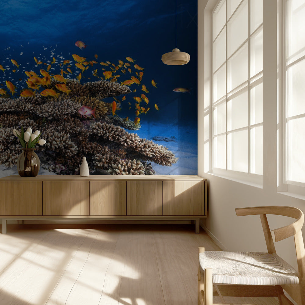 Vie marine | Papier Peint Photo