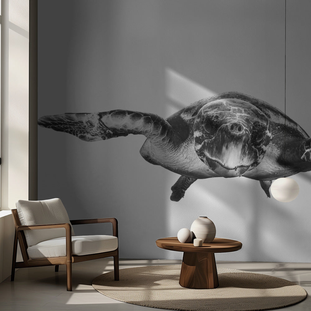 Blanc et tortue | Papier Peint Photo