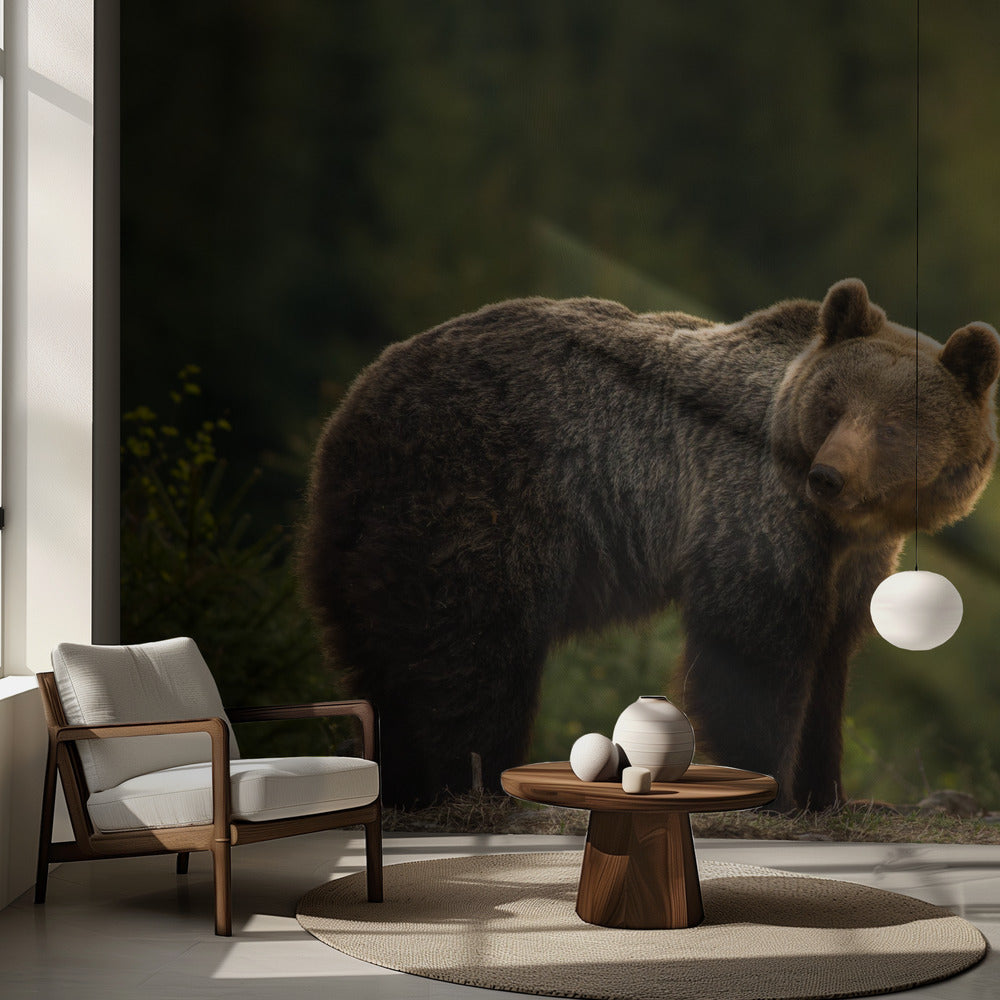 Backlit bear | Wallpaper
