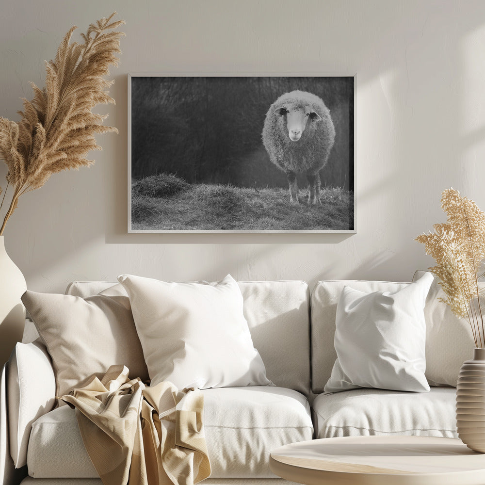 Pecore vagabonde | Poster - Stampe d’Arte