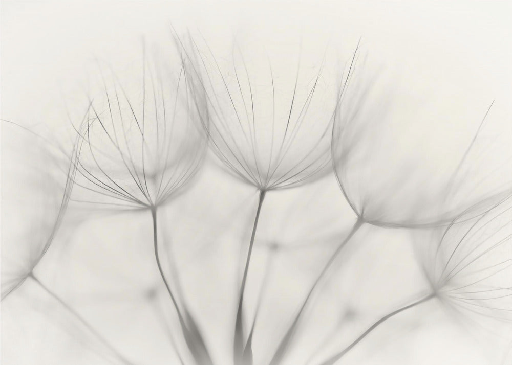 Pas de titre | Papier Peint Photo