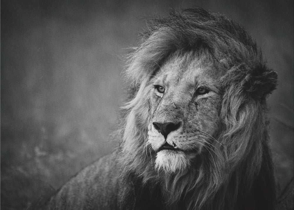 Regal | Poster - Kunstdruck