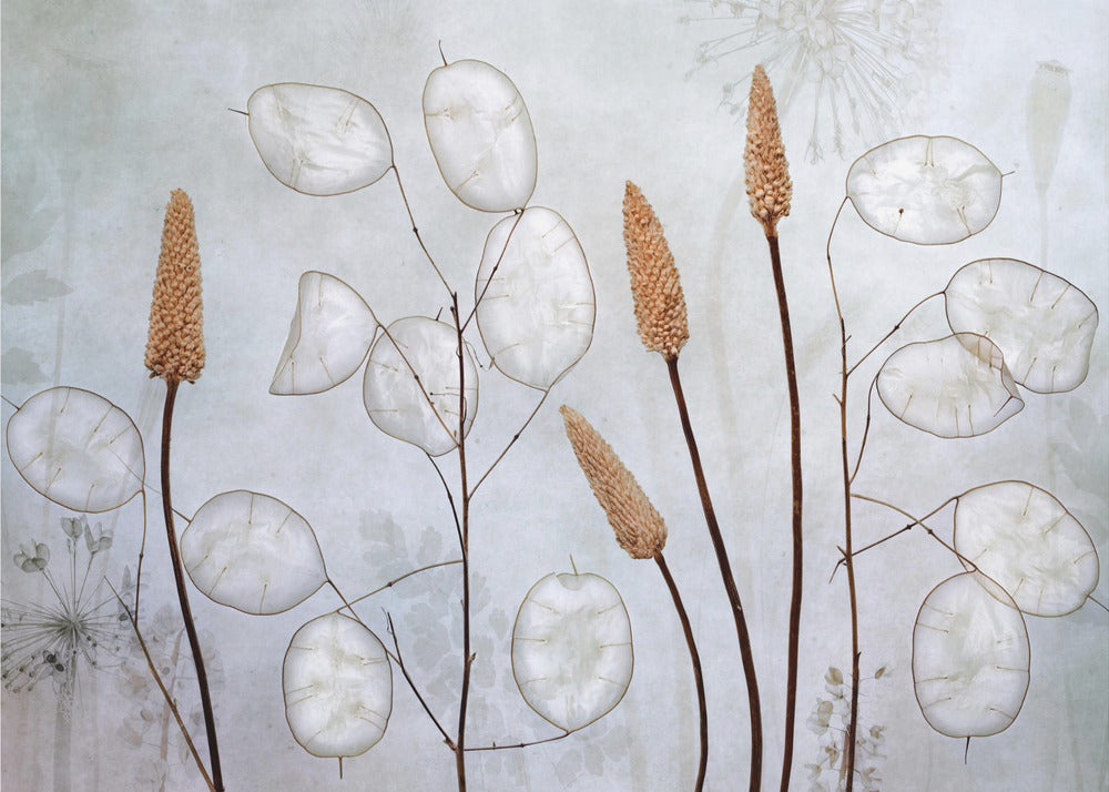 Lunaria | Valokuvatapetit