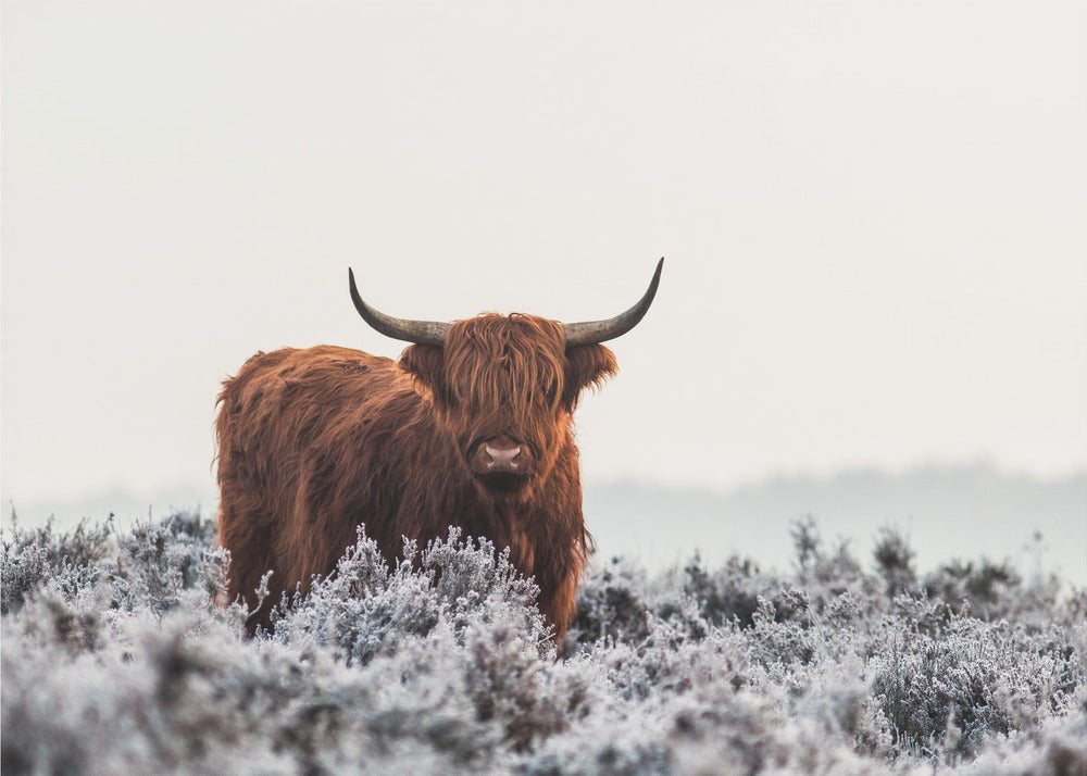 Highlander | Poster - Stampe d’Arte