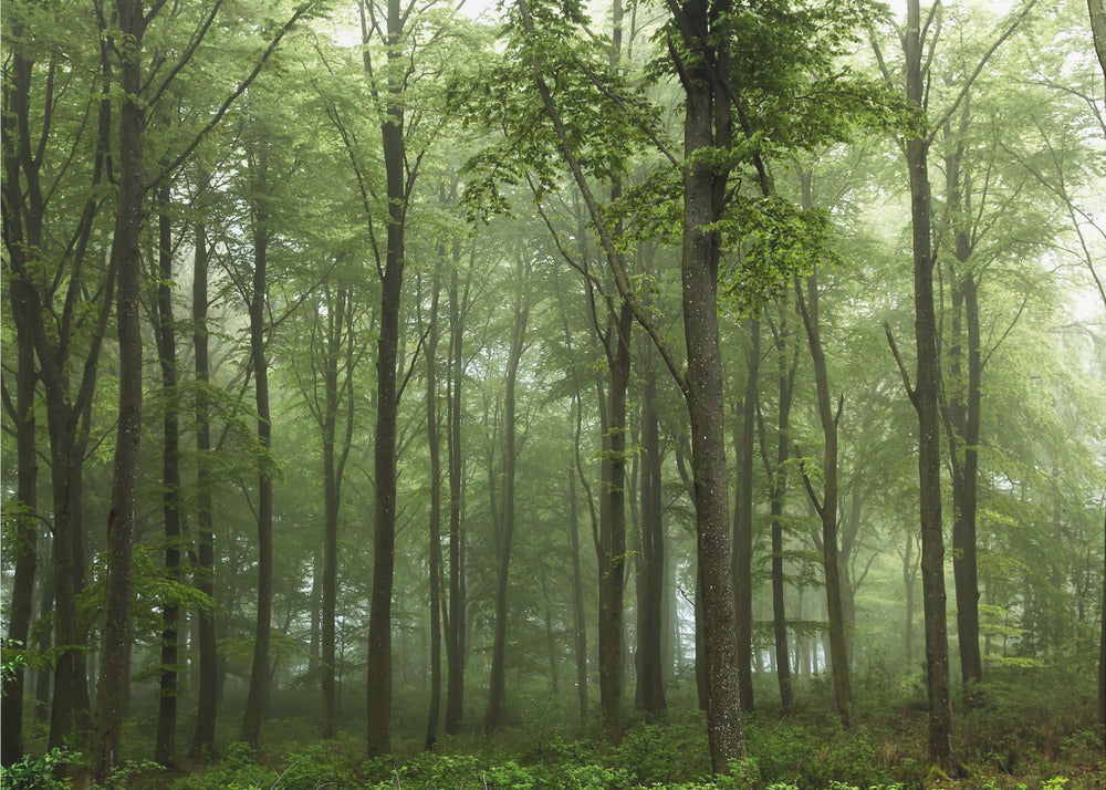 Bosque... | Papel Pintado Fotográfico