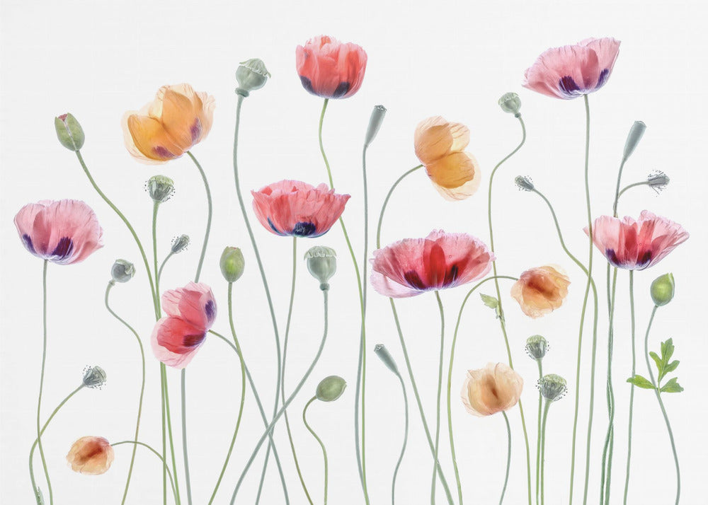 Fête du coquelicot | Papier Peint Photo
