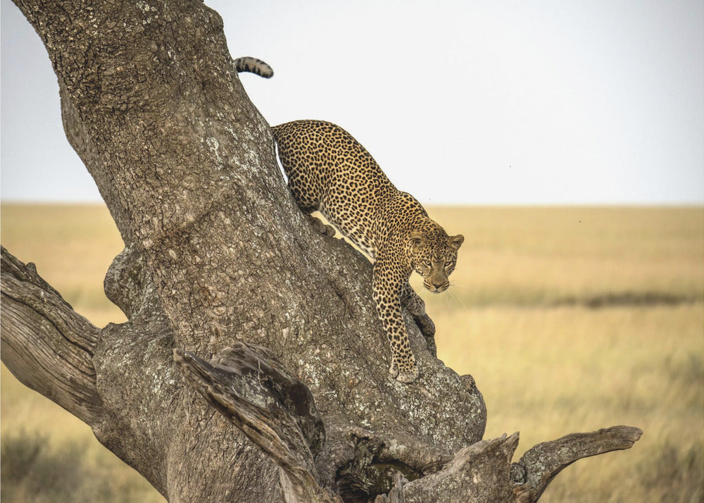 Luipaard - Serengheti, Tanzania | Fotobehang