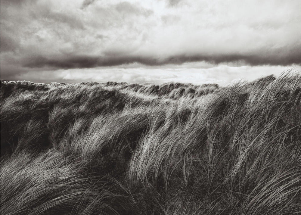 Dunas de hierba | Papel Pintado Fotográfico