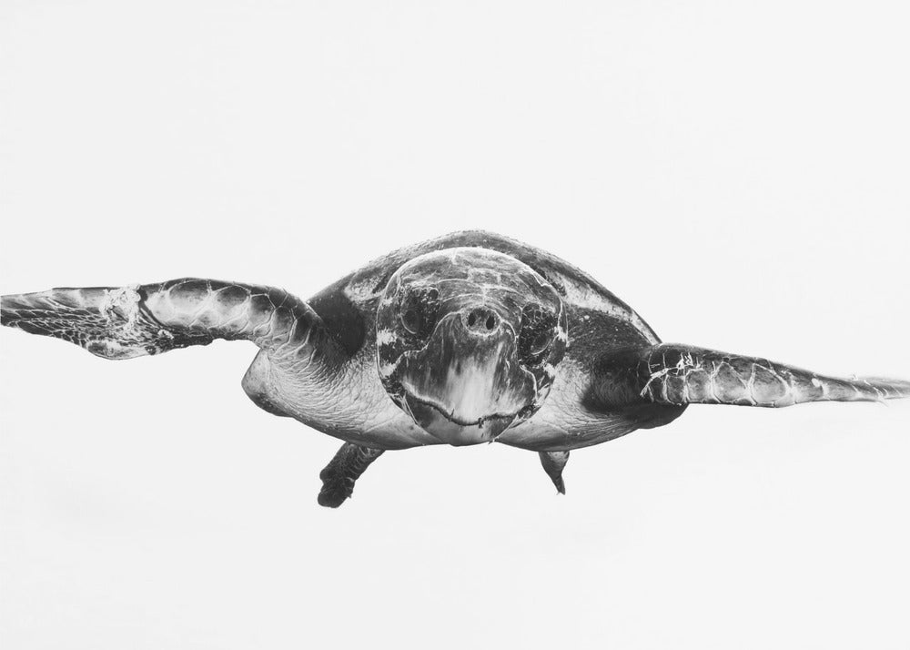 Blanc et tortue | Papier Peint Photo