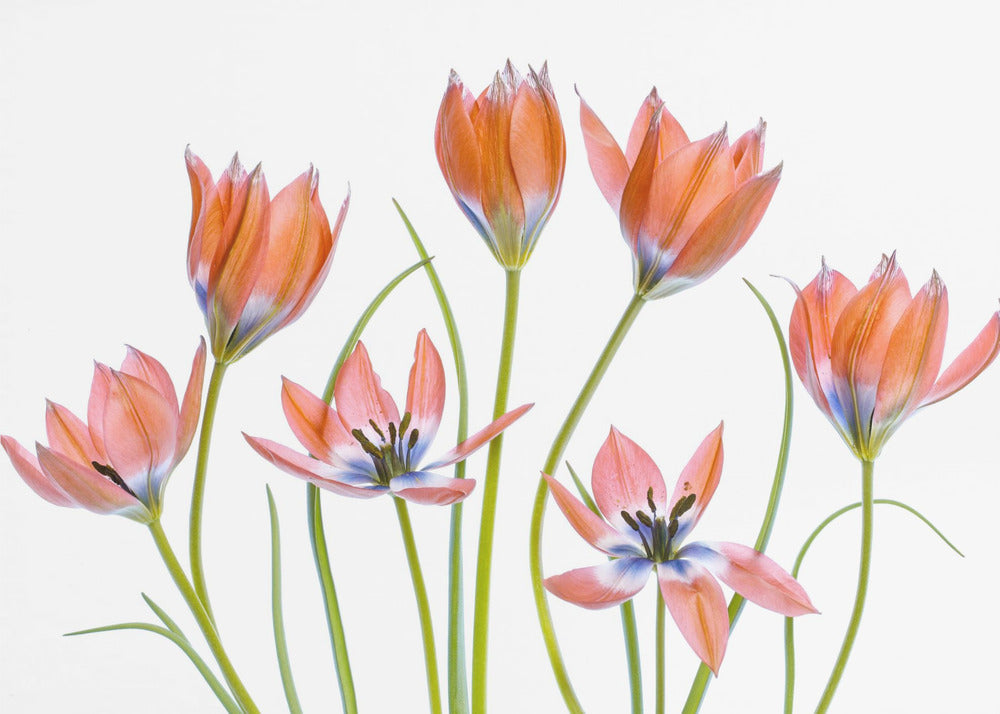Tulipani albicocca | Carta da Parati Fotografica