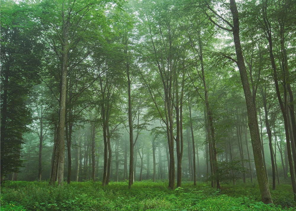 Metsänäkymä | Valokuvatapetit
