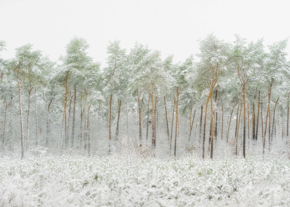 Schneewelt | Fototapeten