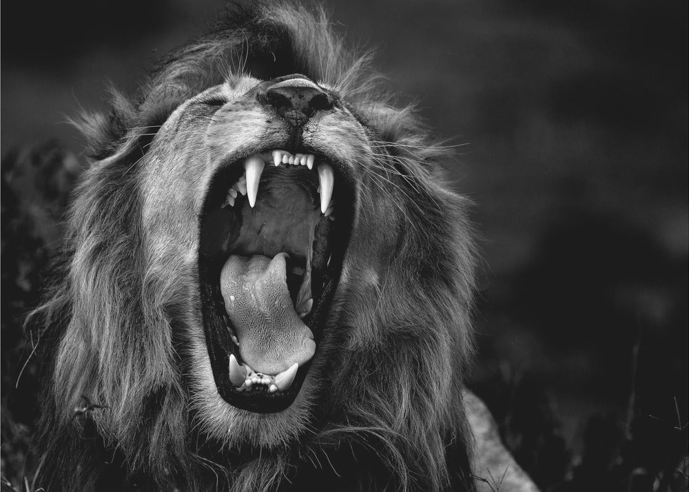 Roar | Canvas