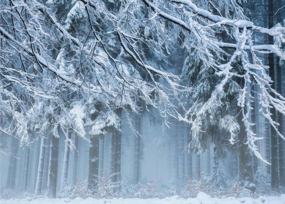 Mondo di neve | Carta da Parati Fotografica