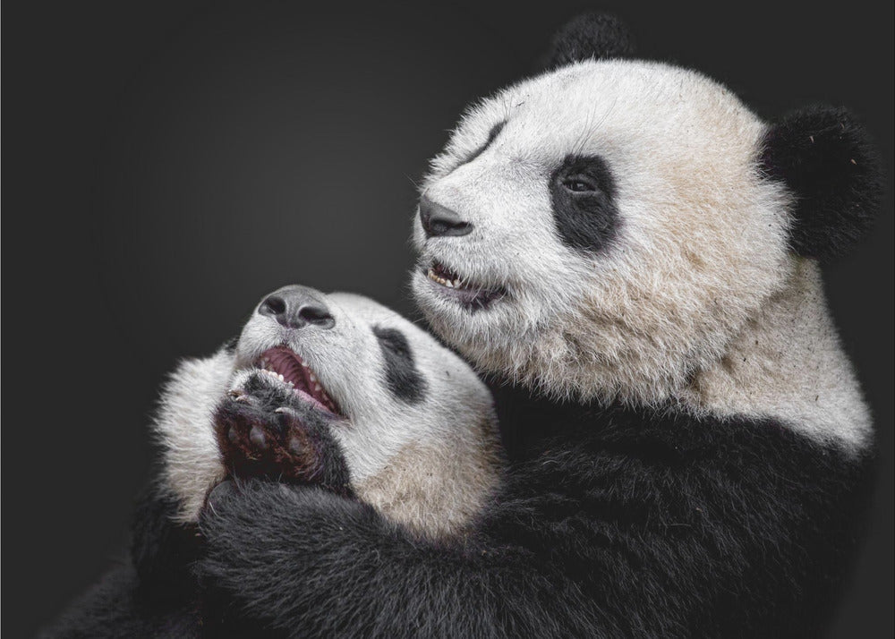 Pandor | Fototapet