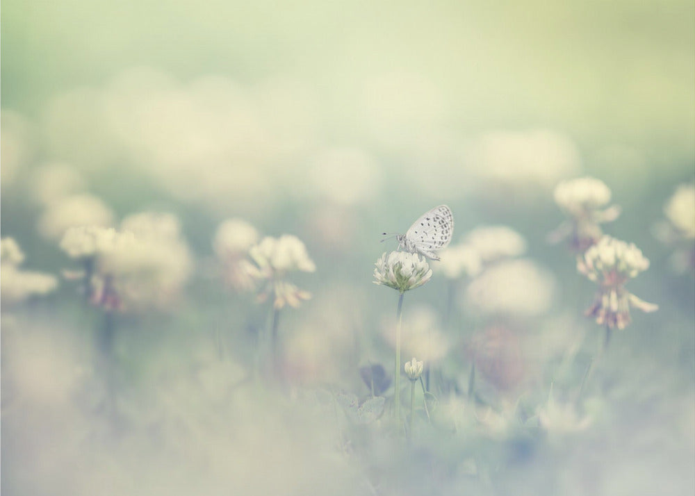 kleine Welt | Fototapeten