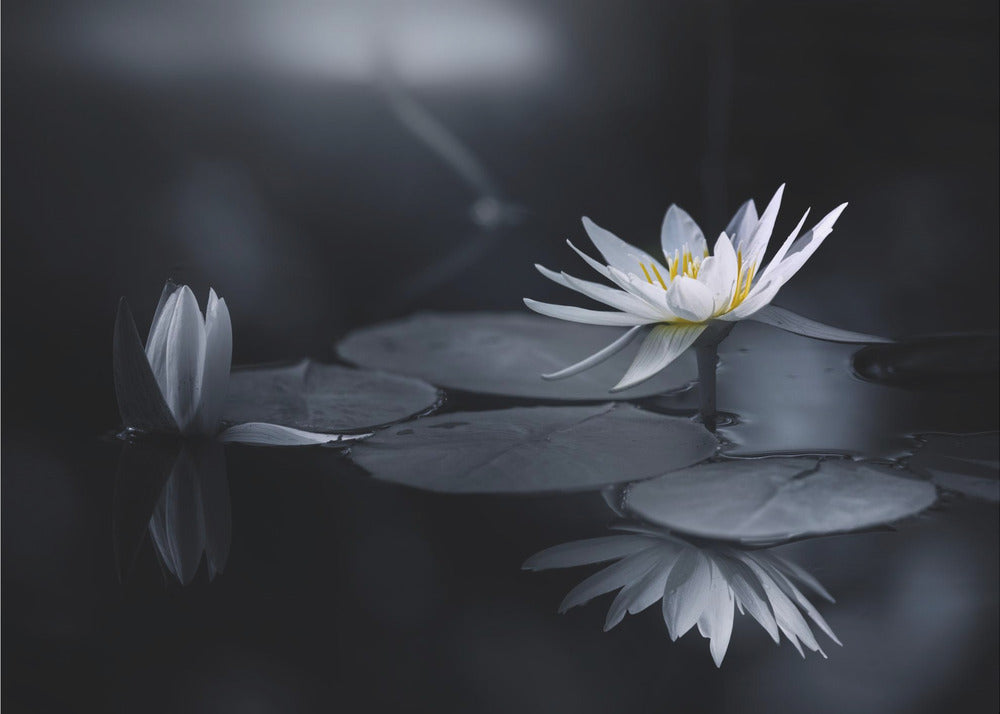 Refleksjon | Fototapet