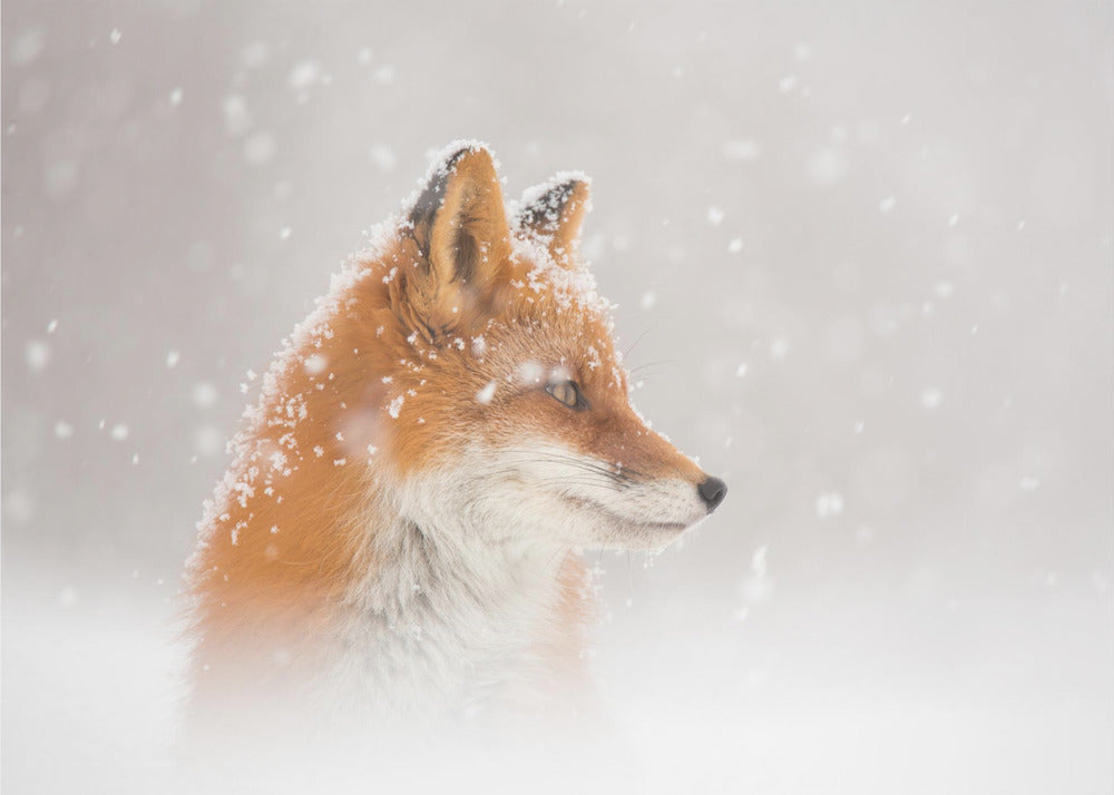 Snön faller… | Fototapet