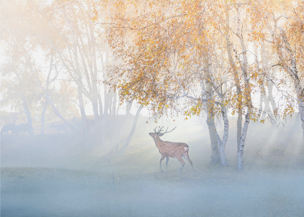 Älg försvunnen i dimman | Fototapet