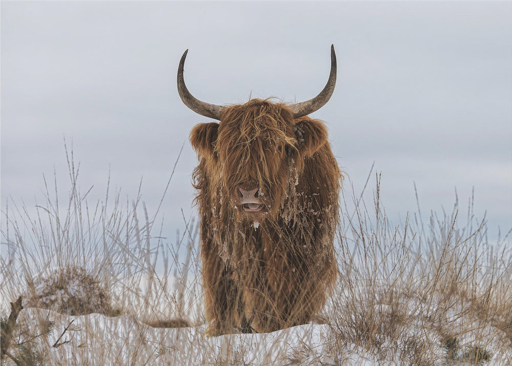Highlander en la nieve | Posters - Impresiones de Arte