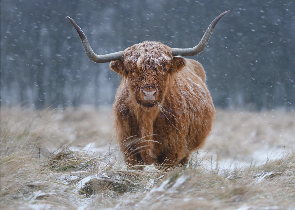 Snöig höglandsko | Fototapet