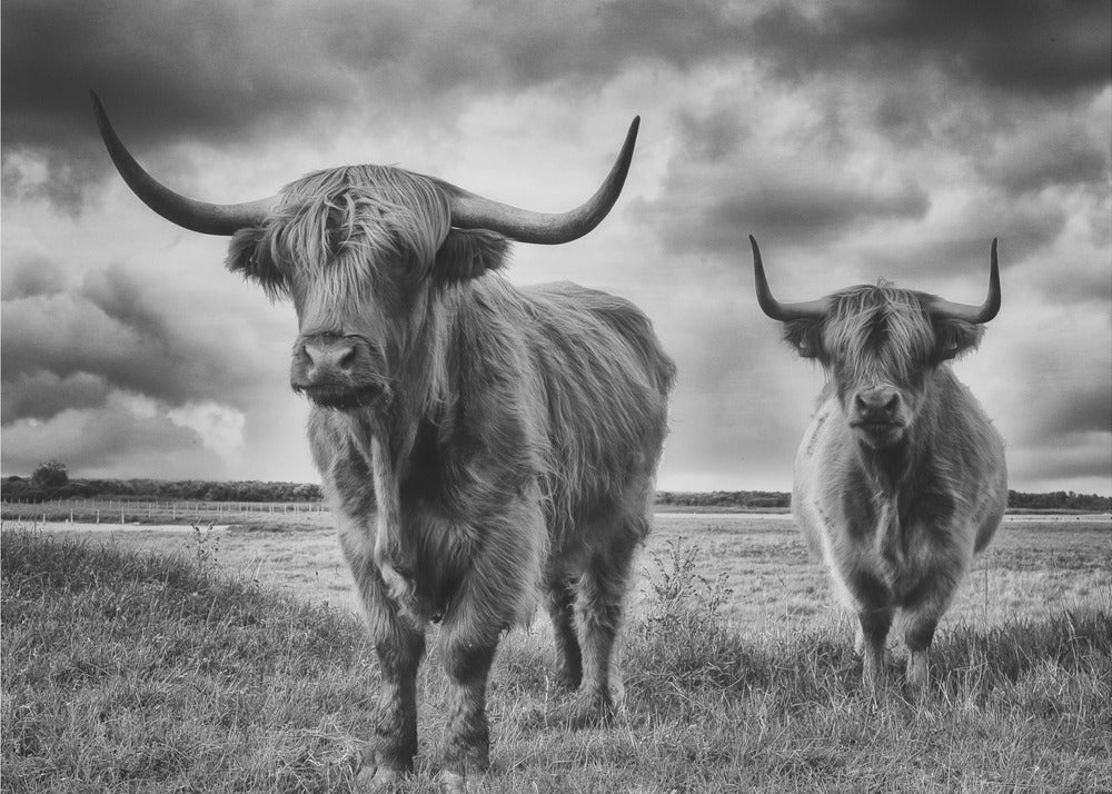 Hooglanden | Canvasprints
