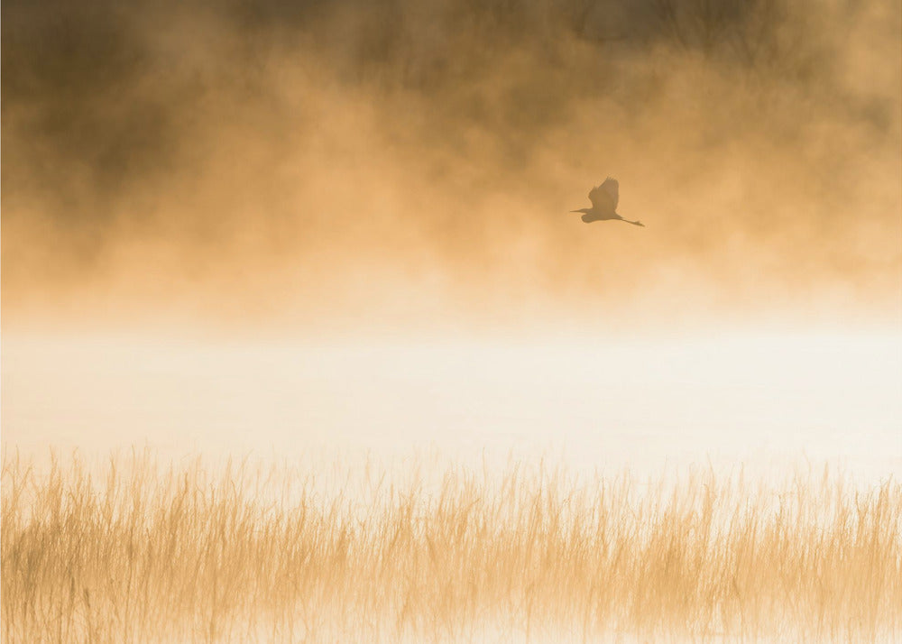 Morgenflug | Fototapeten