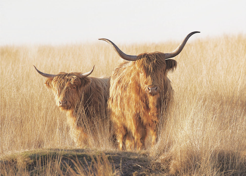 Junger und alter Highlander | Leinwand-Bilder