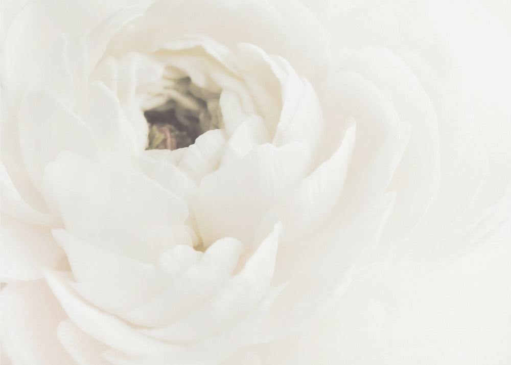 Fiore bianco 02 | Poster - Stampe d’Arte