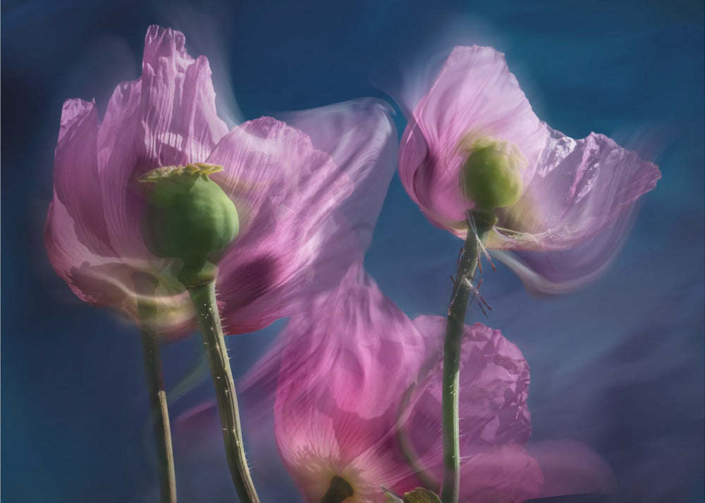 Coquelicots au bord du chemin | Papier Peint Photo