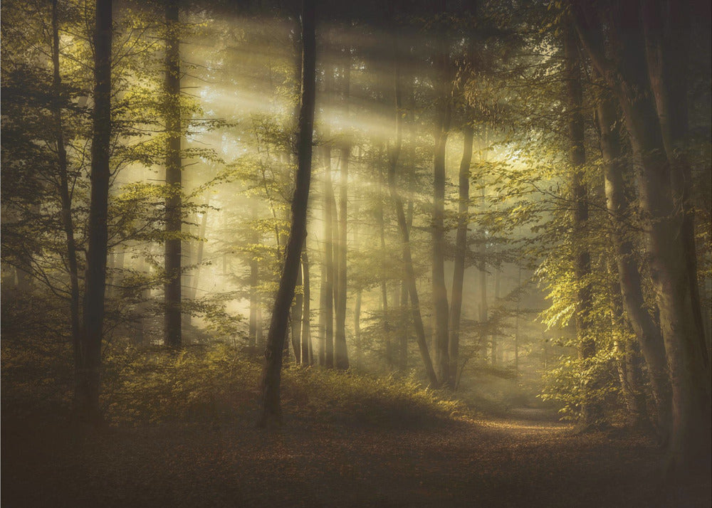 Herbstmorgen | Fototapeten