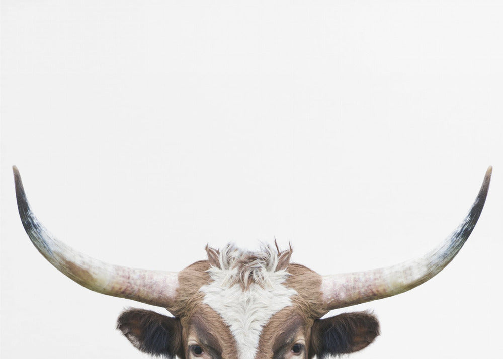 Vache à longues cornes qui regarde | Tableaux sur Toile