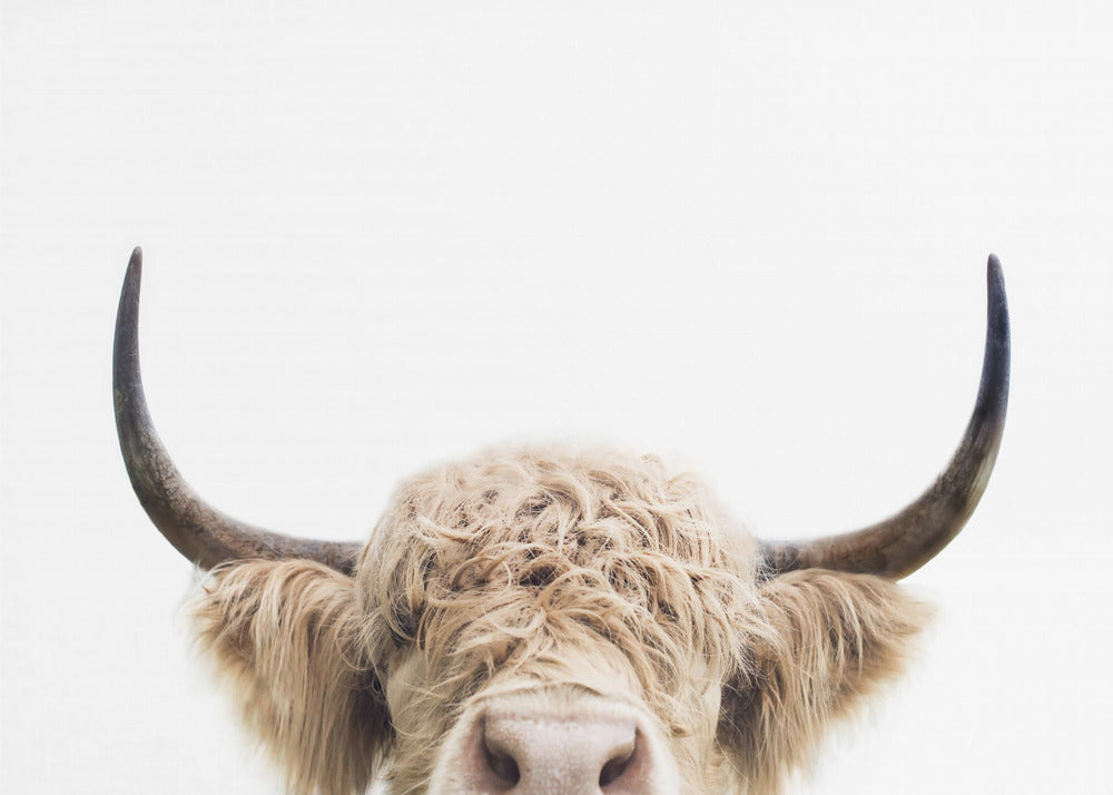 Mucca che sbircia | Stampe su Tela