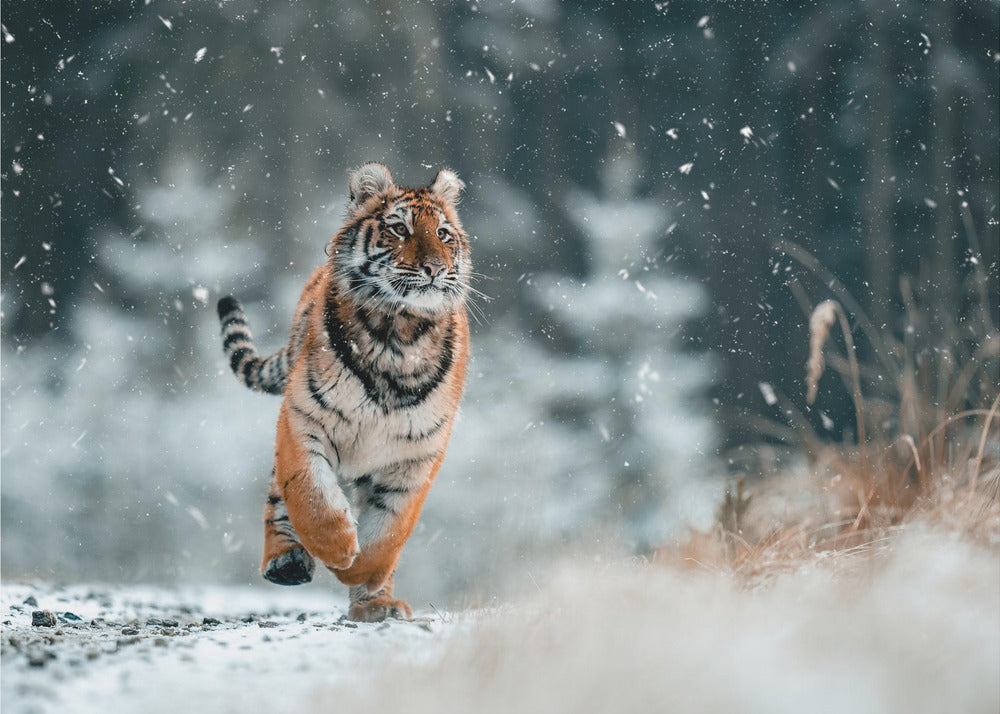 Le tigre de Sibérie | Tableaux sur Toile