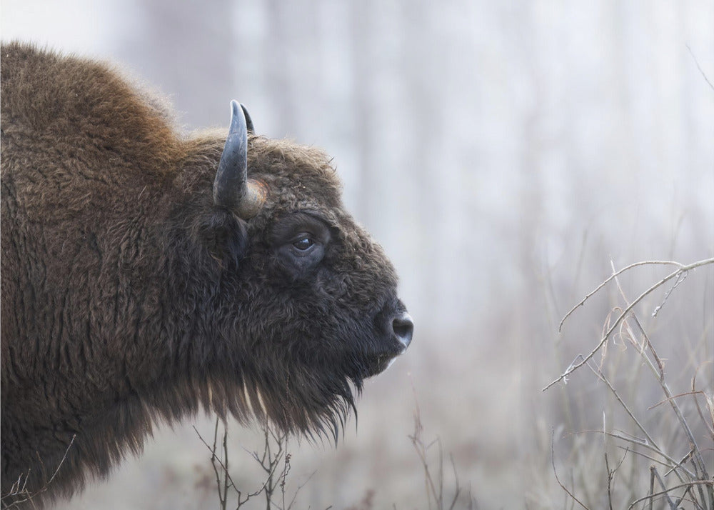 Bisons profil | Lerretsbilder
