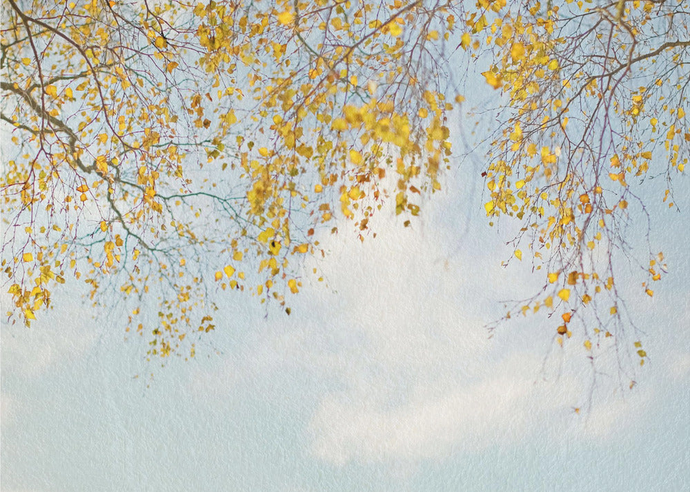 Blätter der Silberbirke am blauen Himmel | Fototapeten