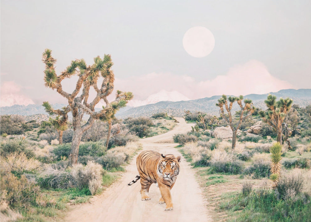 Tigre errante | Stampe su Tela