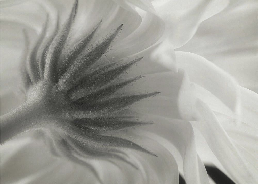 Ringblomma | Canvas