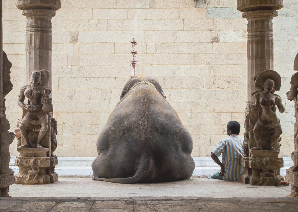 El elefante y su mahot | Posters - Impresiones de Arte