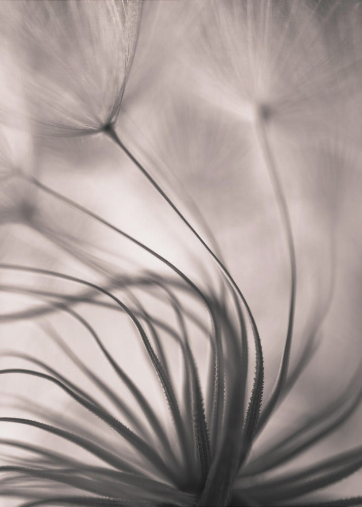 Untitled | Canvas