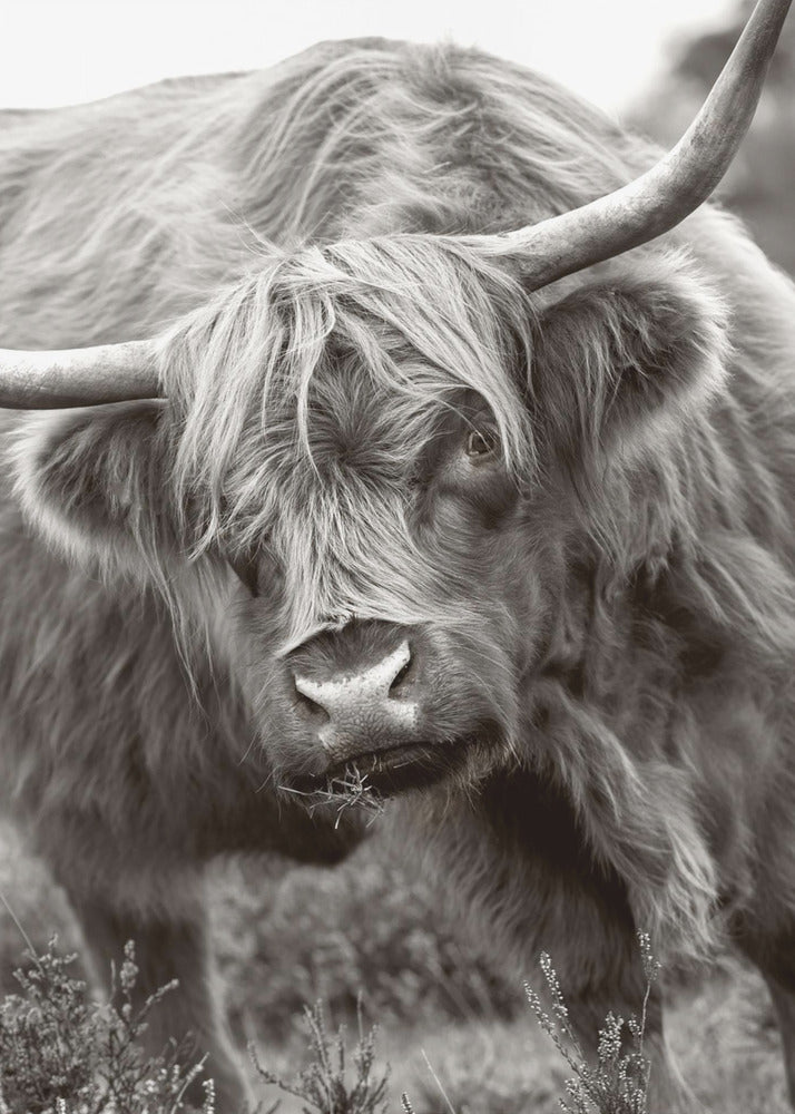 The Bull | Canvas
